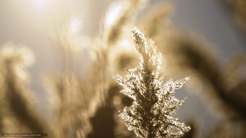 Golden Grass in Sunlight — Gold, Serene, Sunset, Photograph, Sky