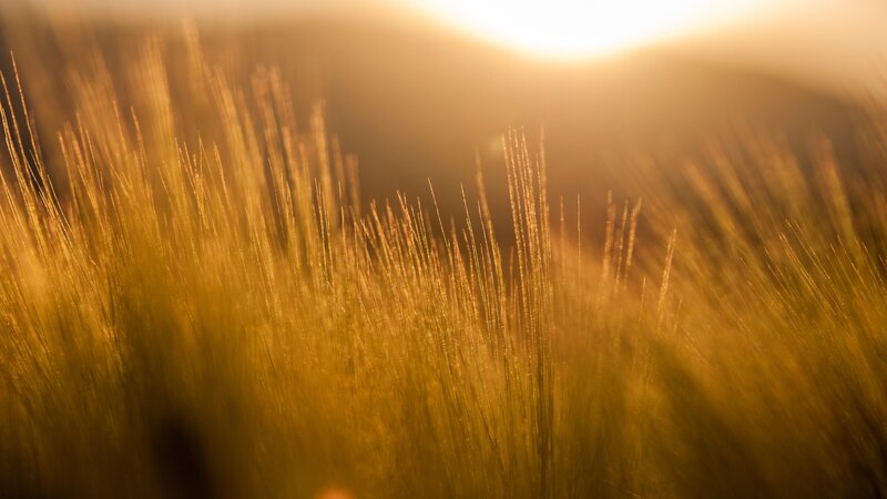 Golden Grass in Sunlight — Gold, Serene, Sunset, Photograph, Sun