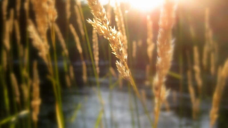 Golden Grass in Sunlight — Gold, Serene, Sunset, Photograph, Water