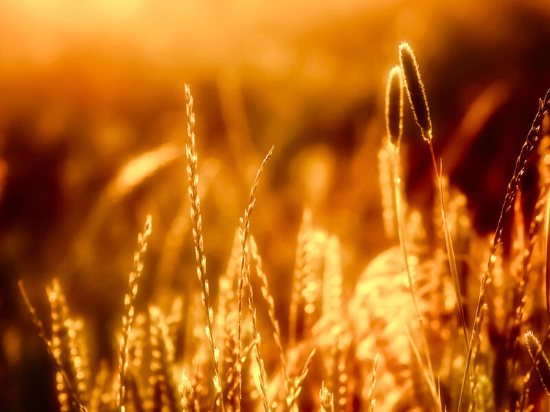 Golden Grass in Sunlight — Gold, Serene, Sunset