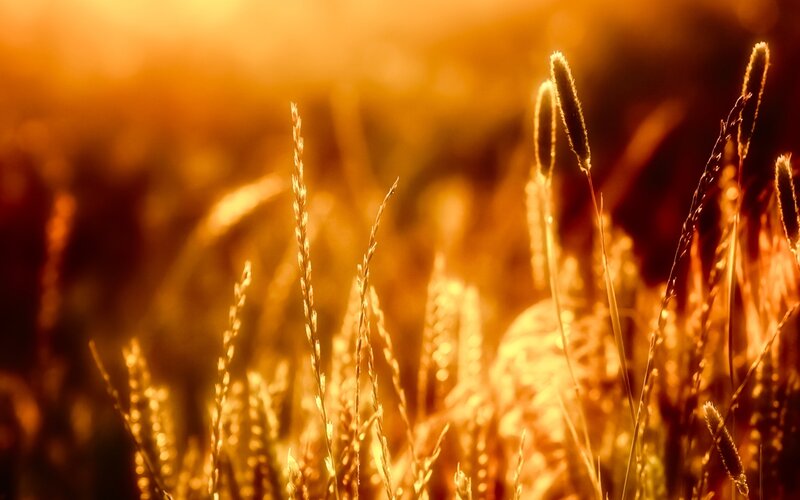 Golden Grass in Sunlight — Gold, Warm, Sunset