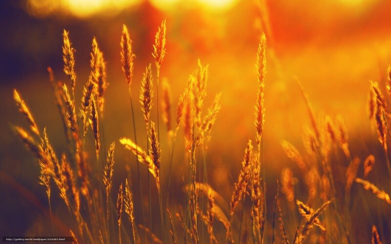 Golden Grass in Sunlight — Gold, Warm