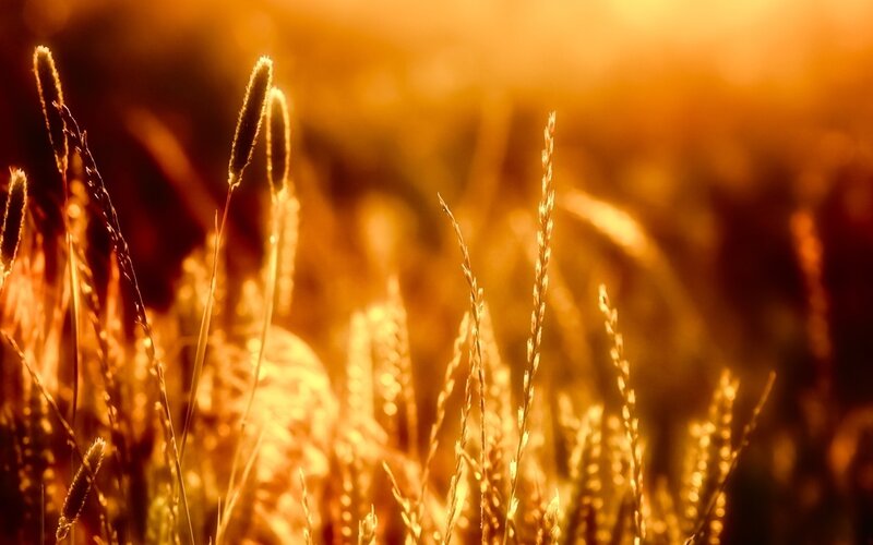 Golden Grass in Sunlight — Sunset
