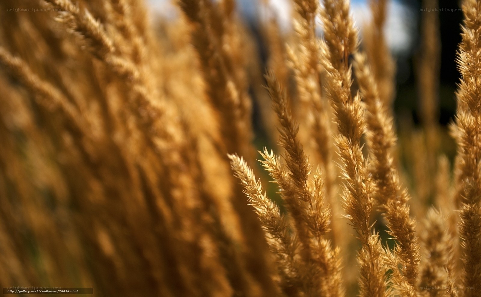 Golden grass in sunlight