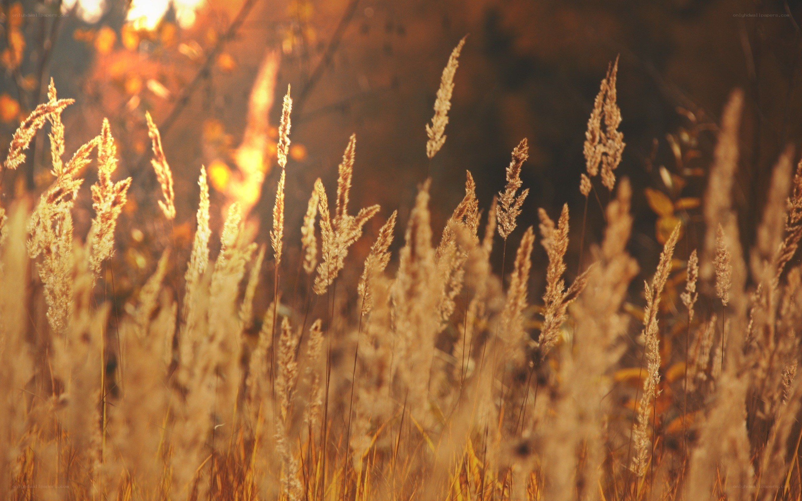 golden grass in sunset light