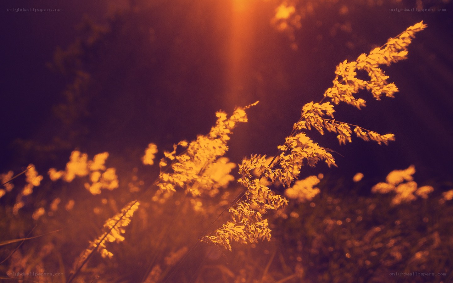 Golden grass in sunset light