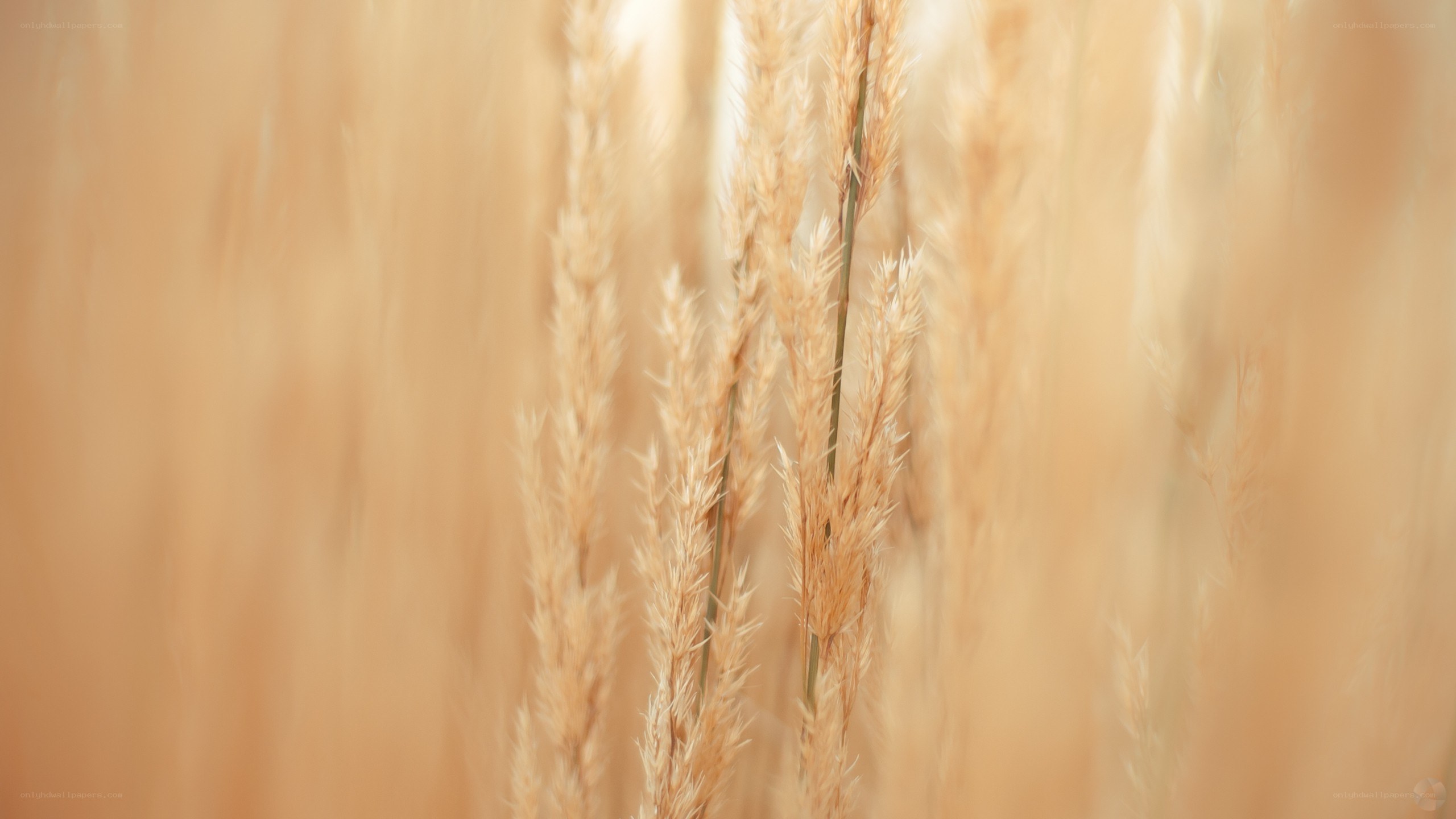 golden grass in the breeze