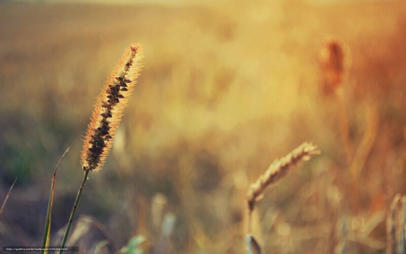 Golden grass in the sunlight