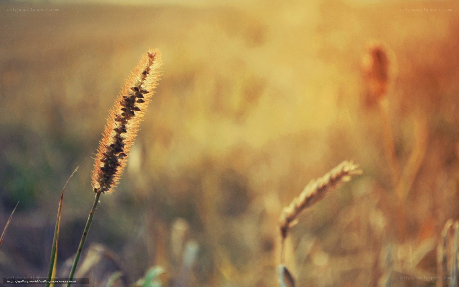 Golden grass in the sunlight