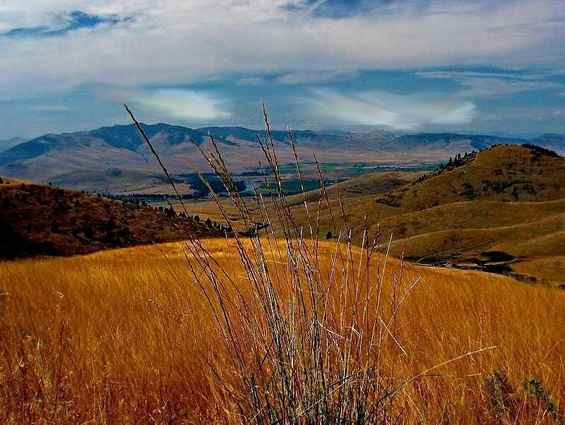 Golden Grass in Valley