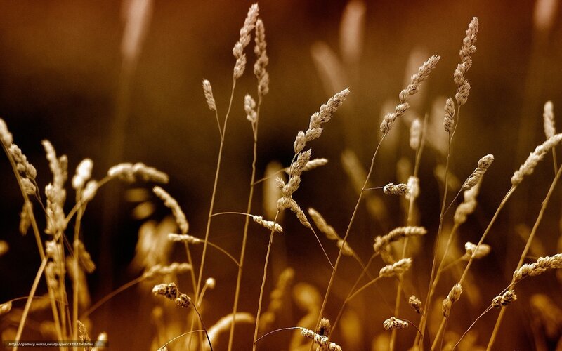 Golden grass in warm light
