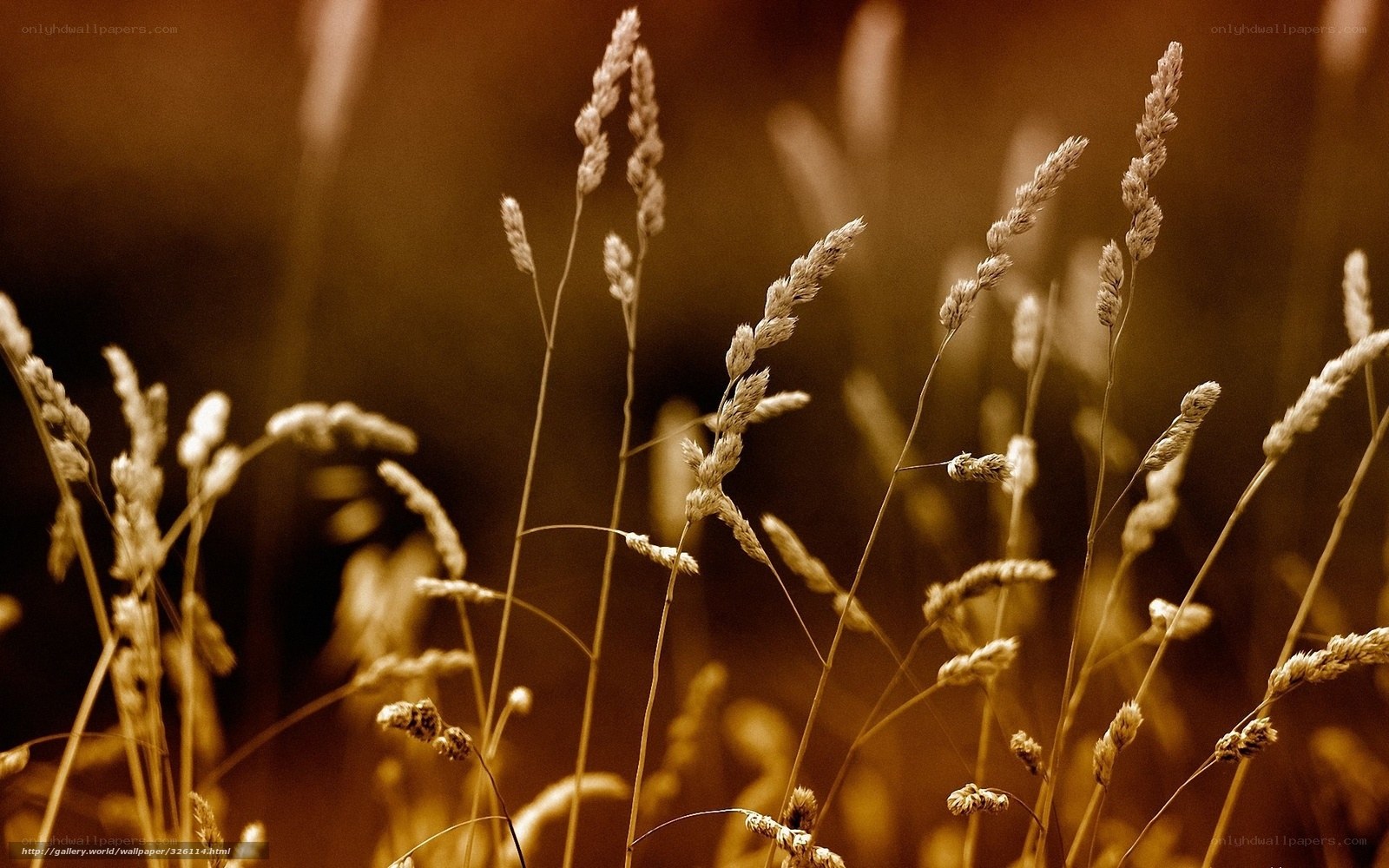 Golden grass in warm light