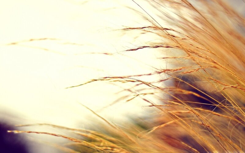 Golden Grass in Wind — Gold, Serene, Sunset