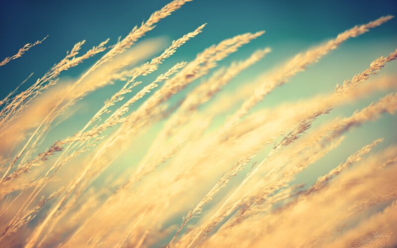 Golden Grass in Wind — Gold, Serene