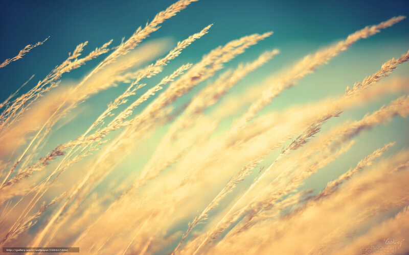 Golden Grass in Wind — Gold