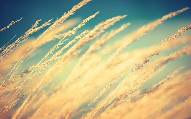 Golden Grass in Wind