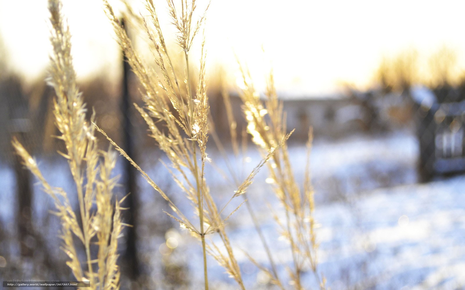 Golden grass in winter light