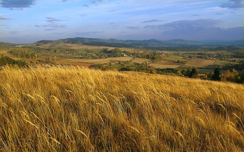 Golden Grass on Hillside — Gold