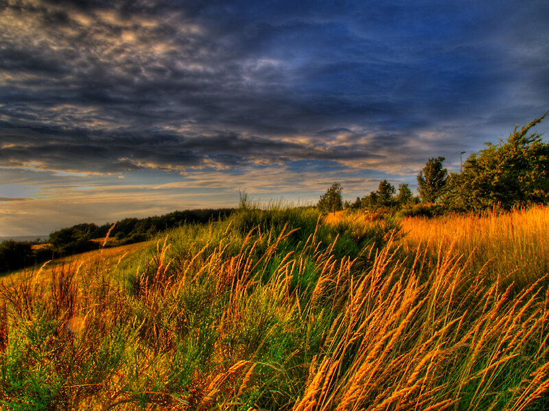 Golden Grass on Hillside