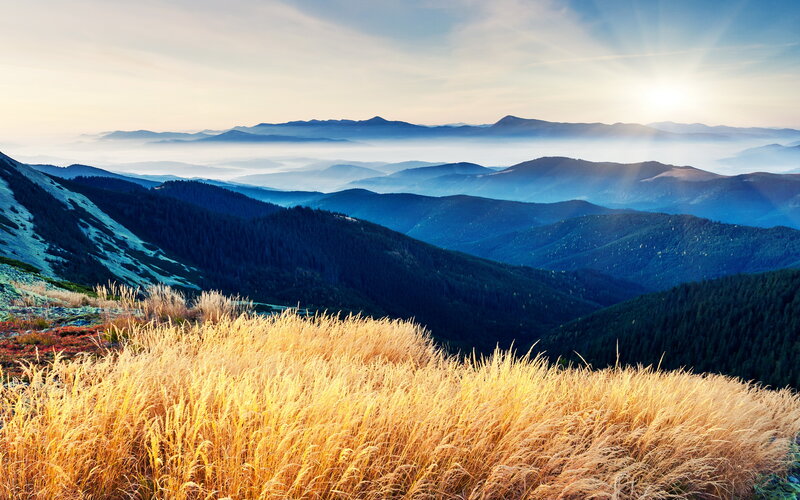 Golden Grass on Mountain — Gold