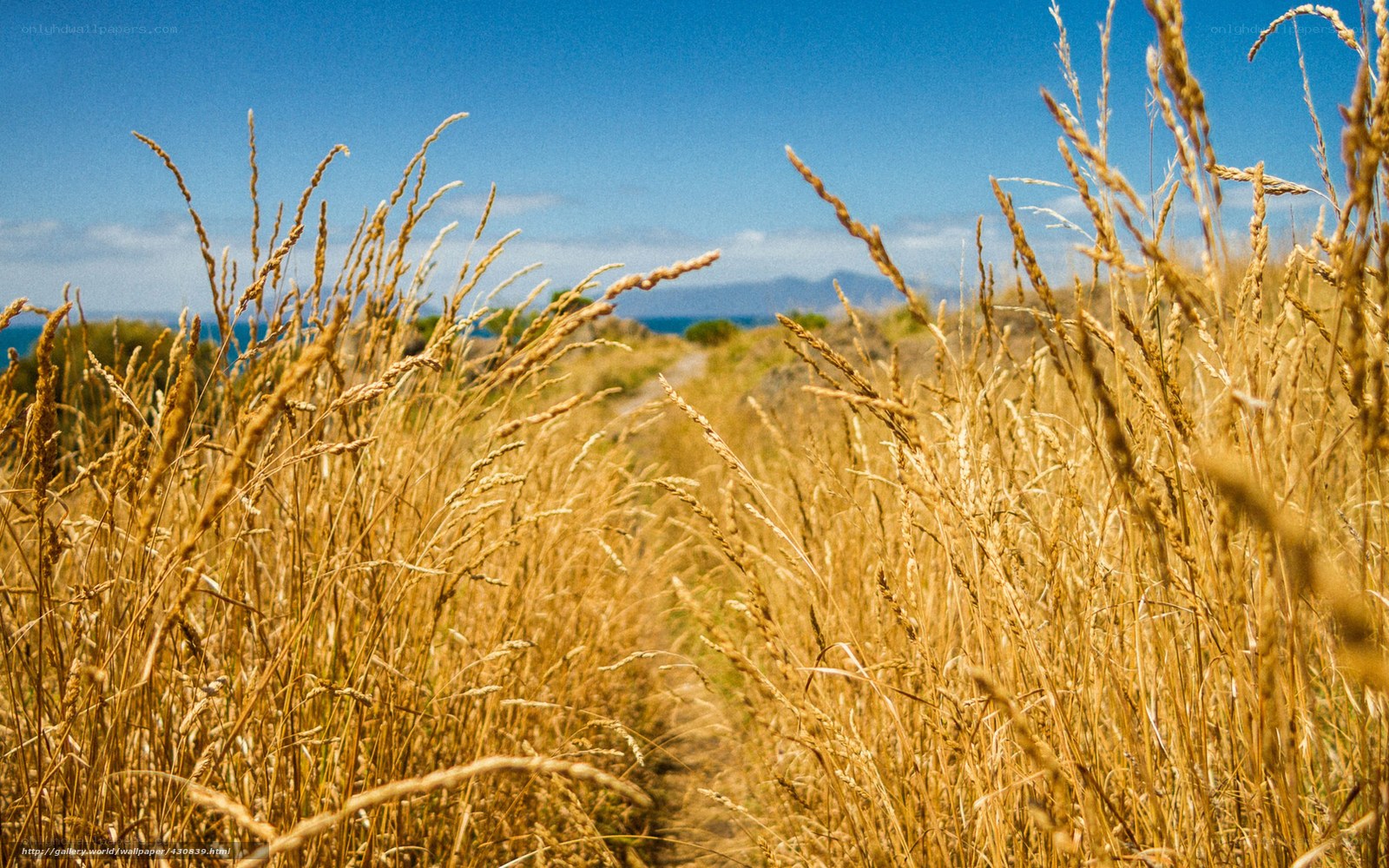 Golden grass path to the sea