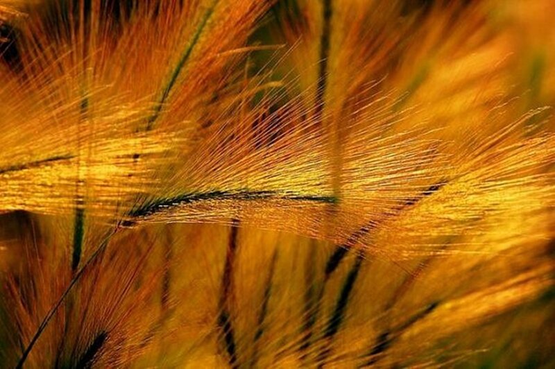 Golden Grass Plumes