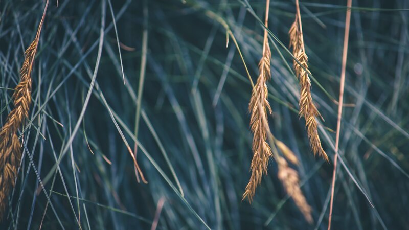 Golden Grass Seed Heads — Green