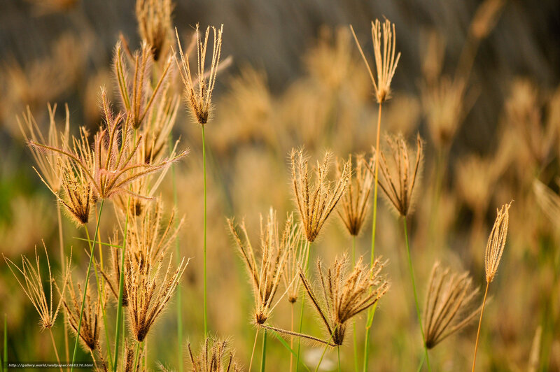 Golden Grass Seed Heads