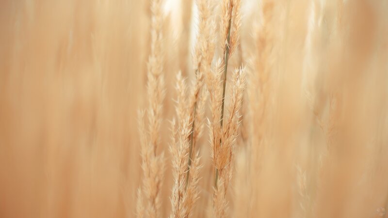 Golden Grass Stalks — Beige