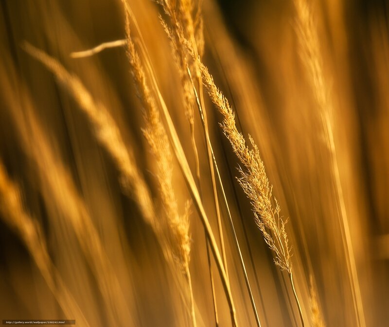 Golden Grass Stalks