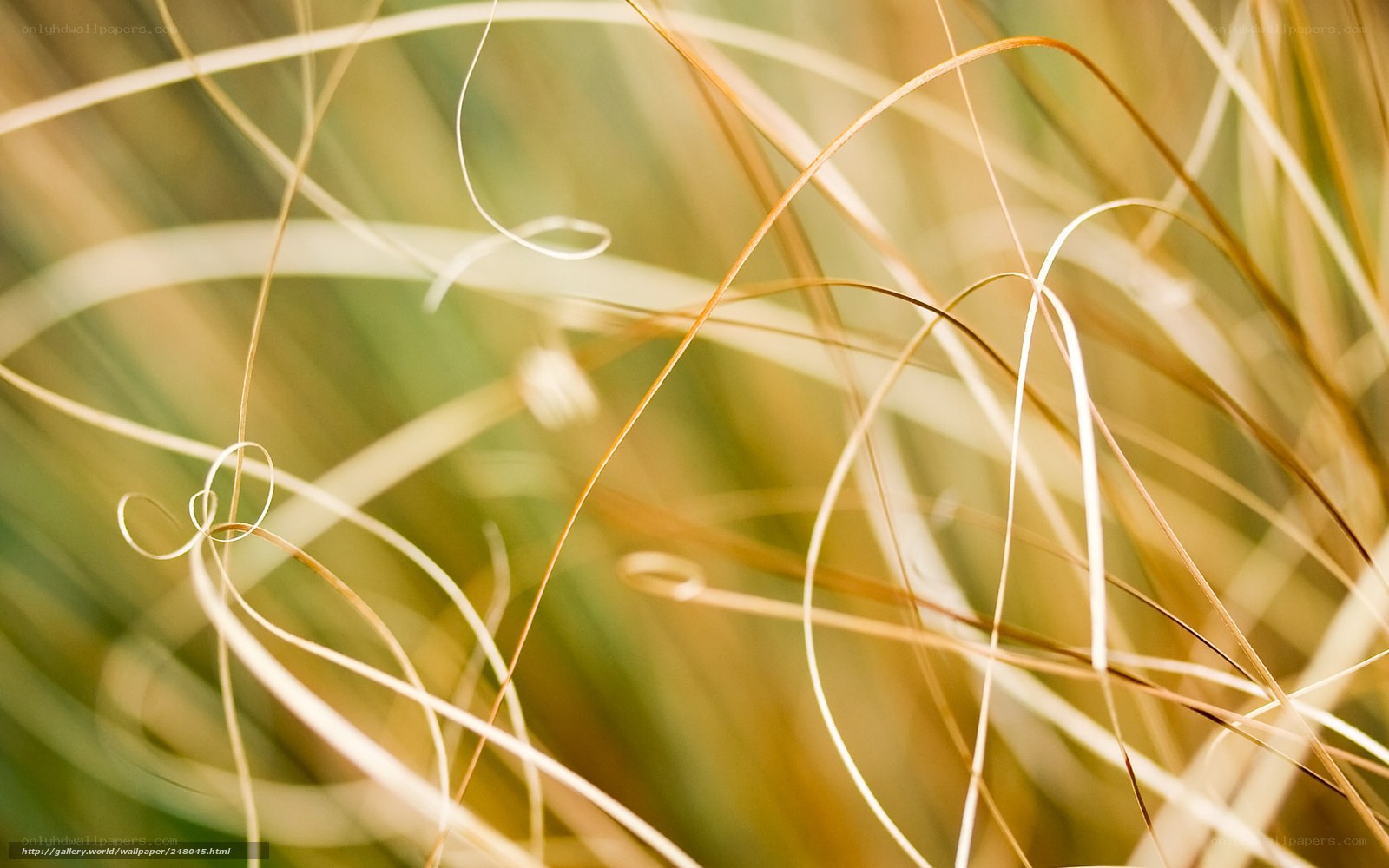 Golden grass strands in sunlight