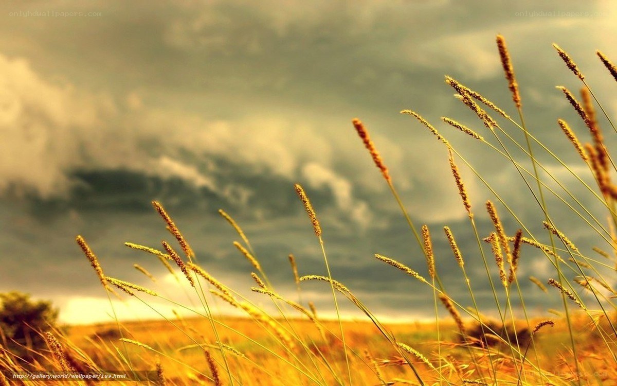 Golden grass under stormy sky