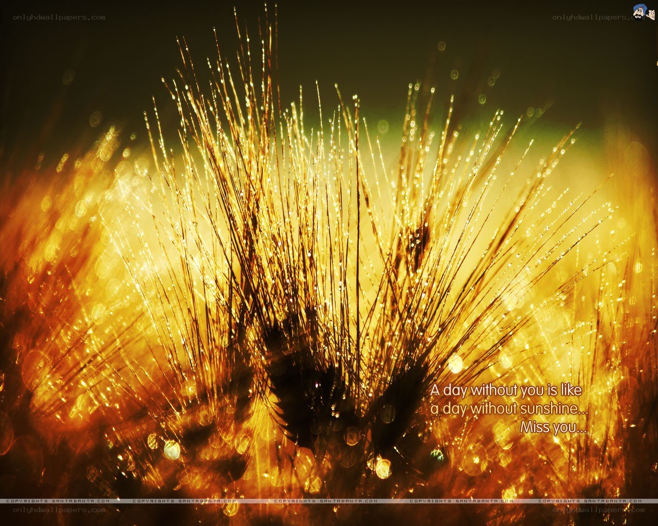 Golden grass with dew drops