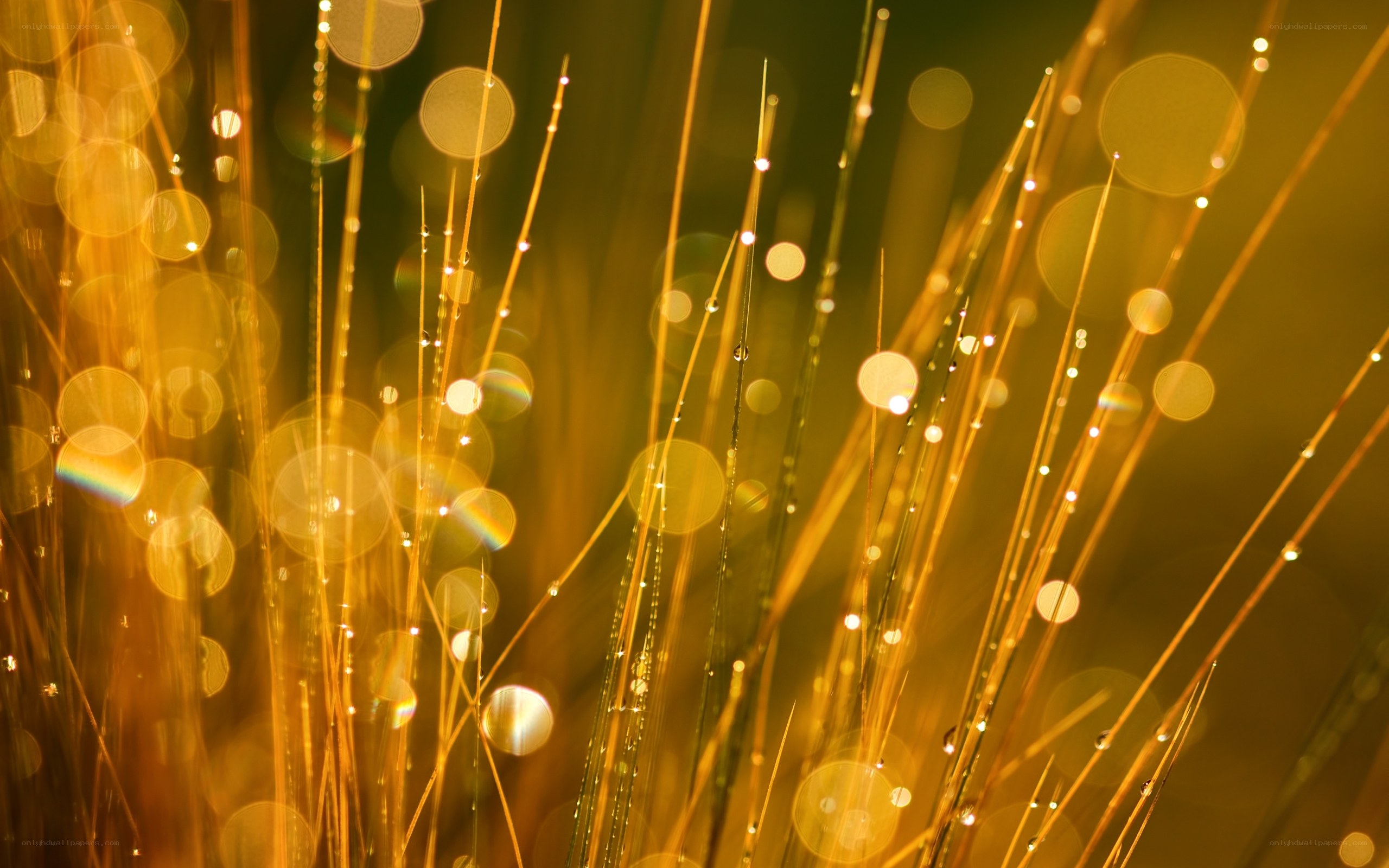 Golden grass with dew drops