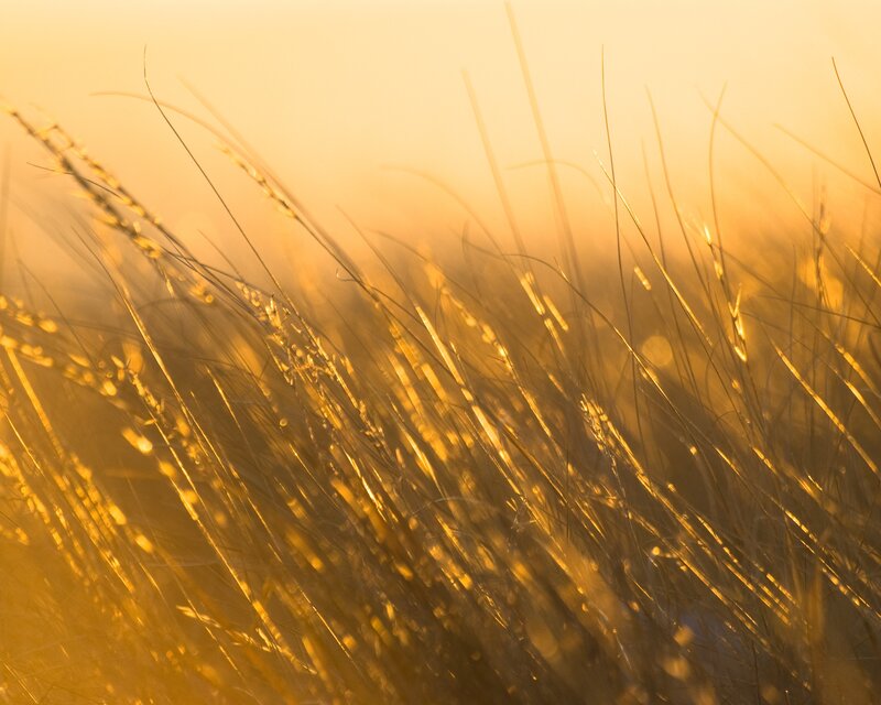 Golden grasses at sunrise
