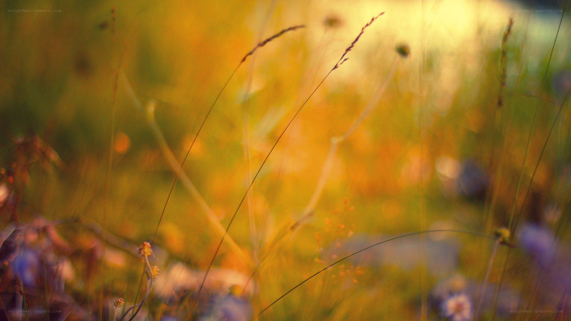 golden grasses at sunset