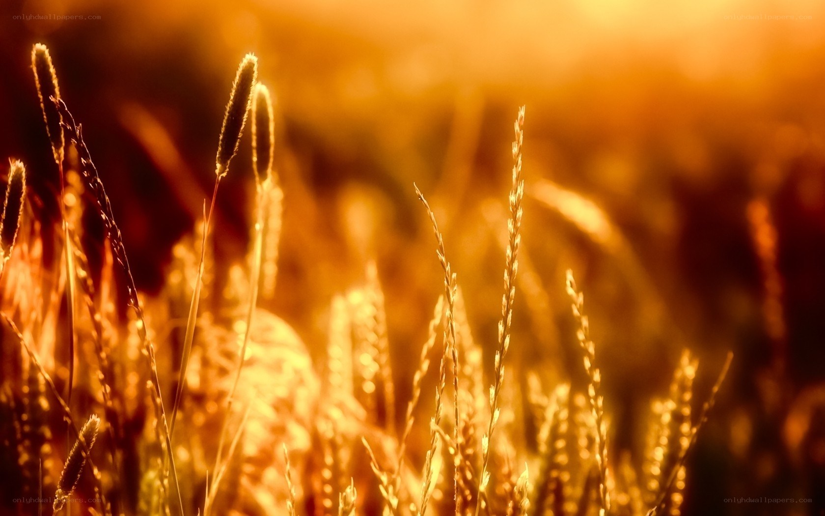 Golden grasses at sunset