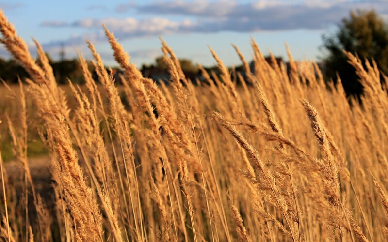 golden grasses at sunset