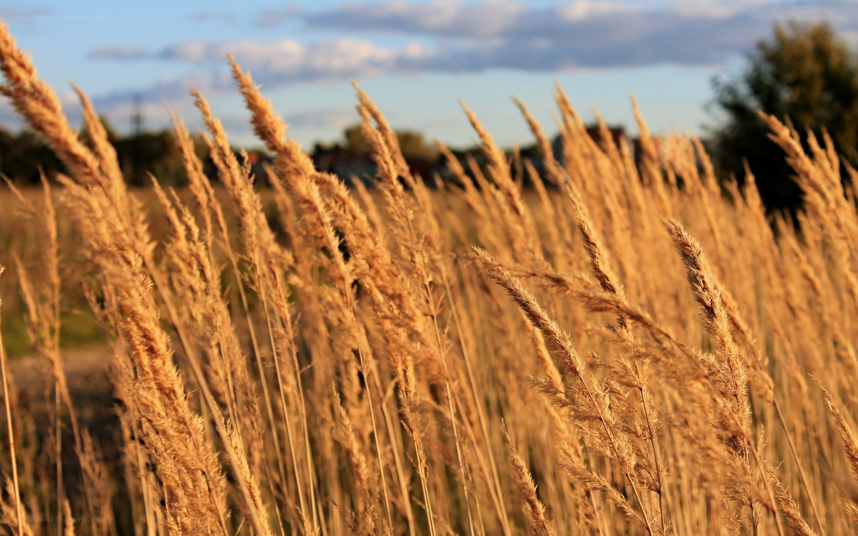 golden grasses at sunset
