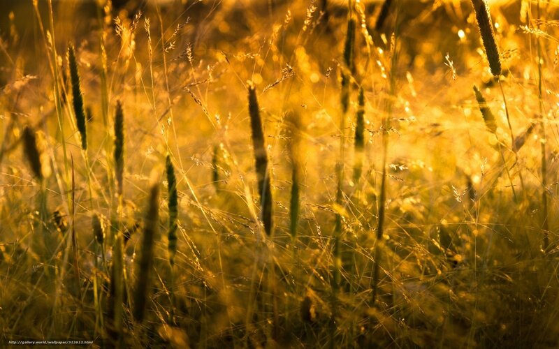 Golden grasses at sunset