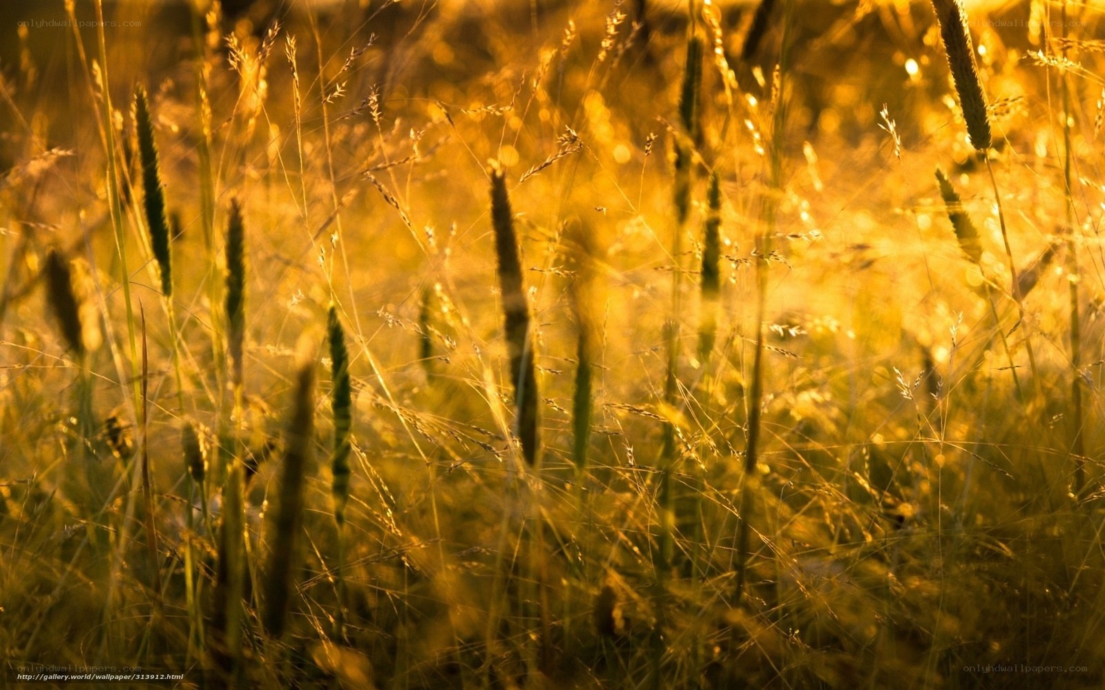 Golden grasses at sunset