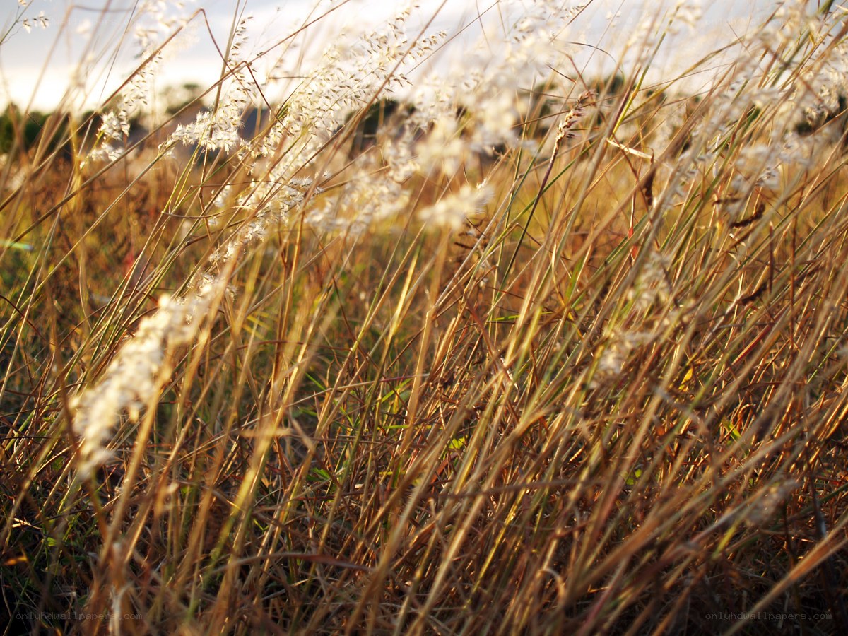golden grasses at sunset