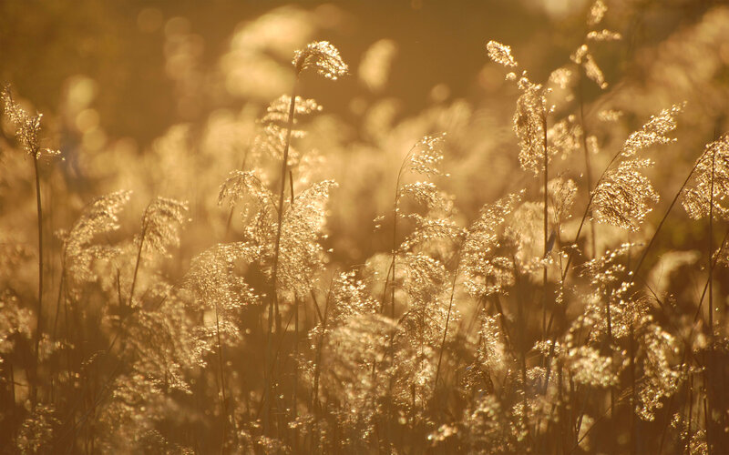 golden grasses at sunset