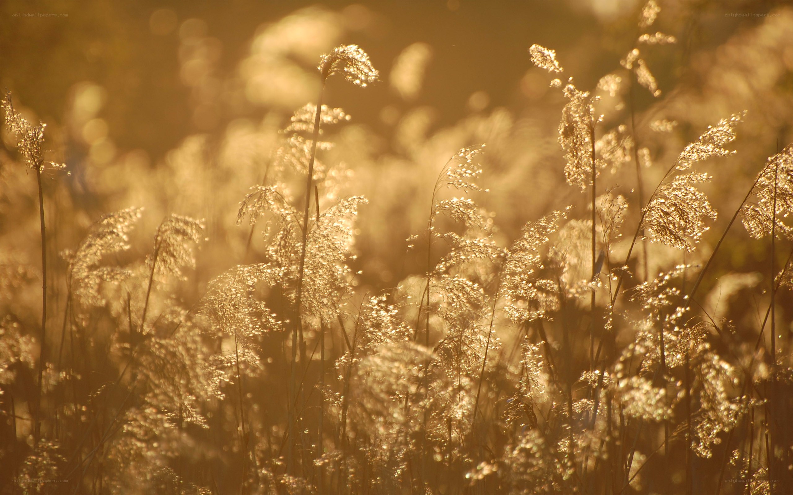 golden grasses at sunset