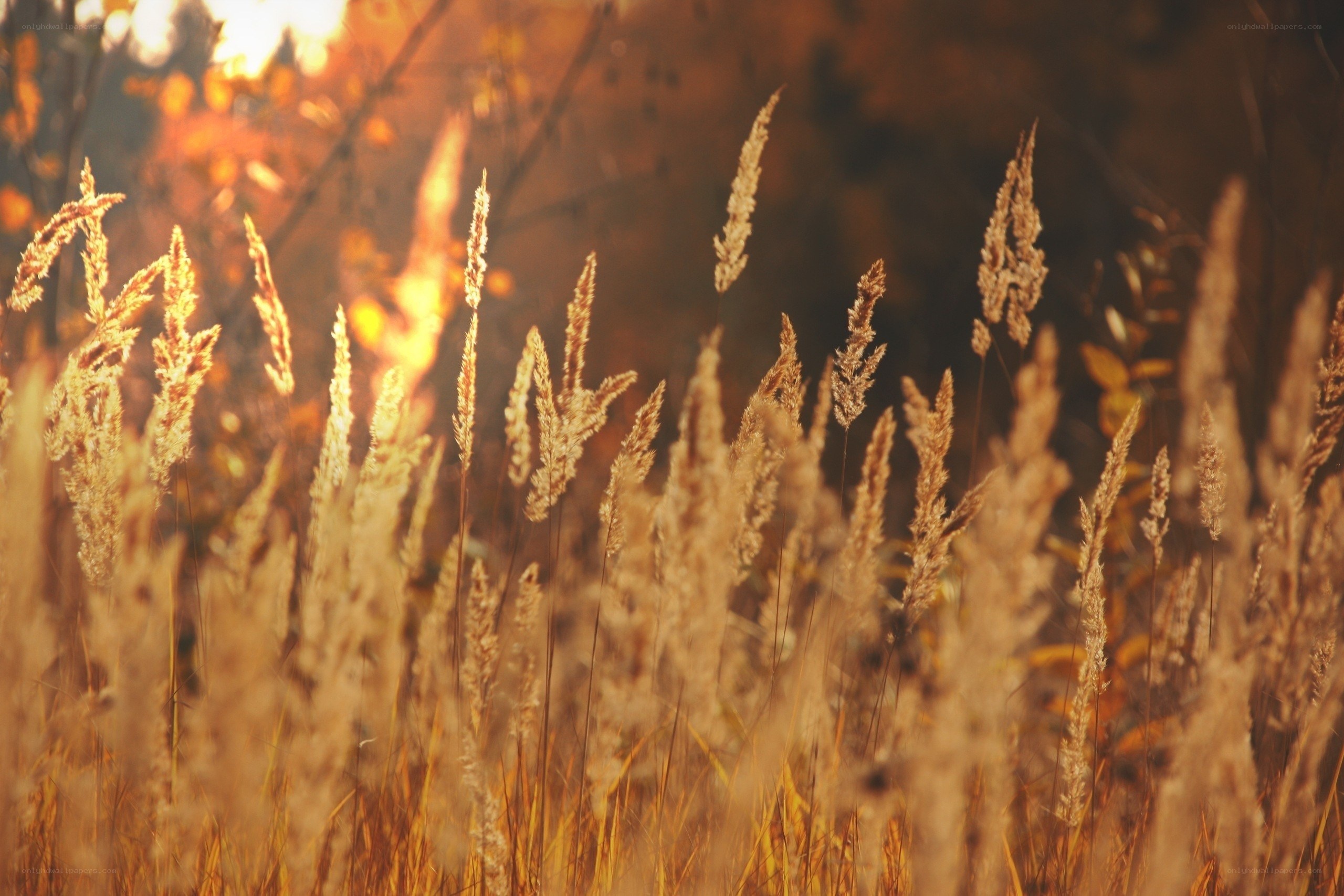 golden grasses at sunset