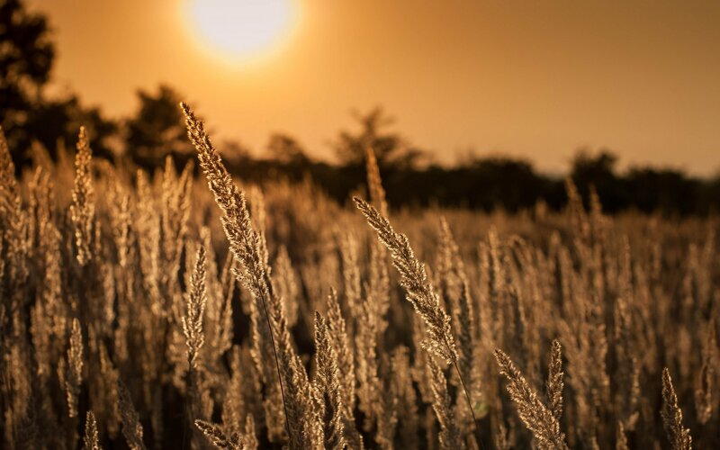 Golden Grasses at Sunset — Gold, Serene, Photograph, Sun, Sky