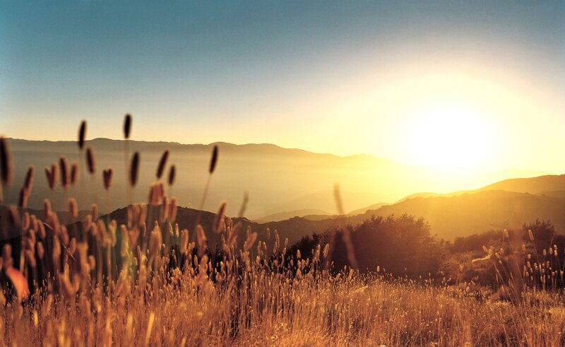 Golden Grasses at Sunset — Gold, Serene