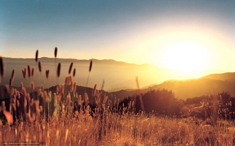 Golden Grasses at Sunset — Gold
