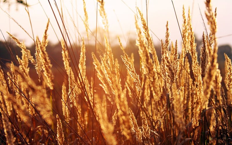 Golden grasses at sunset