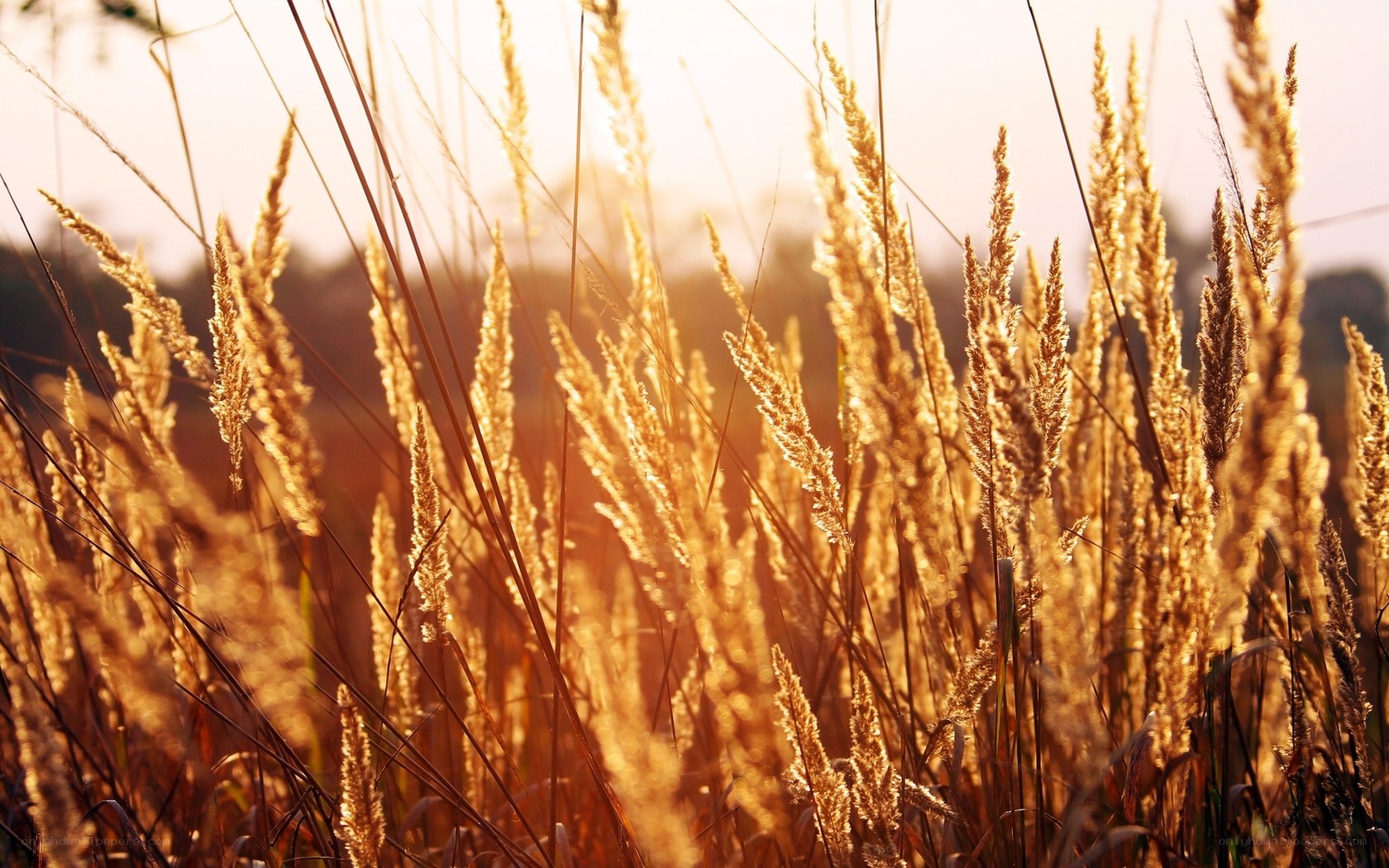 Golden grasses at sunset